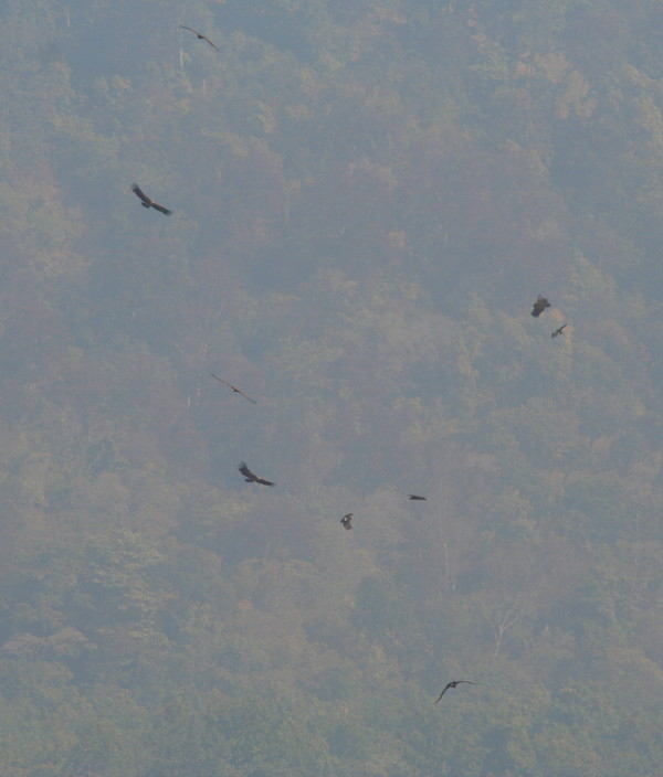 Mixed flock of twenty plus birds