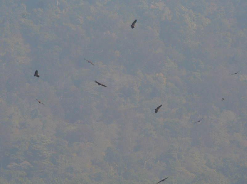 Mixed flock of twenty plus birds