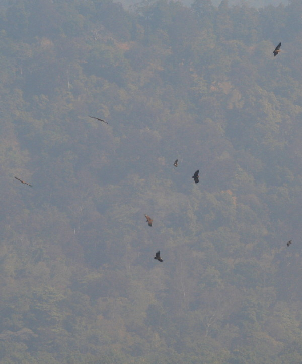 Mixed flock of twenty plus birds