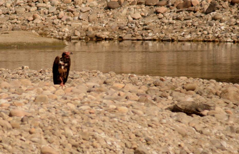 Red-headed Vulture.....Sarcogyps calvus