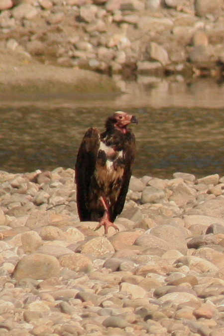 Red-headed Vulture.....Sarcogyps calvus