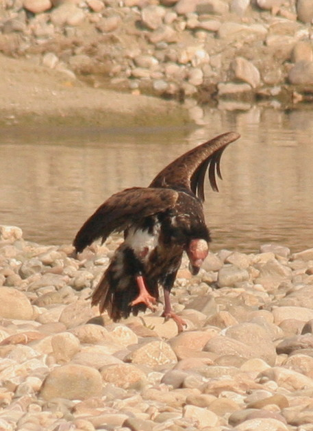Red-headed Vulture.....Sarcogyps calvus