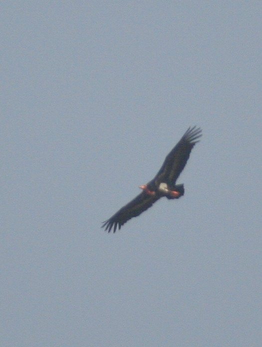 Red-headed Vulture.....Sarcogyps calvus