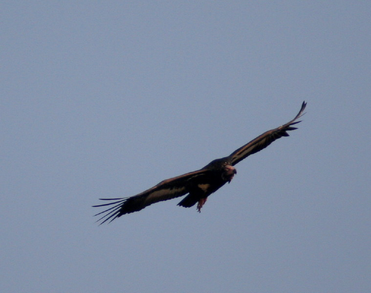 Red-headed Vulture.....Sarcogyps calvus