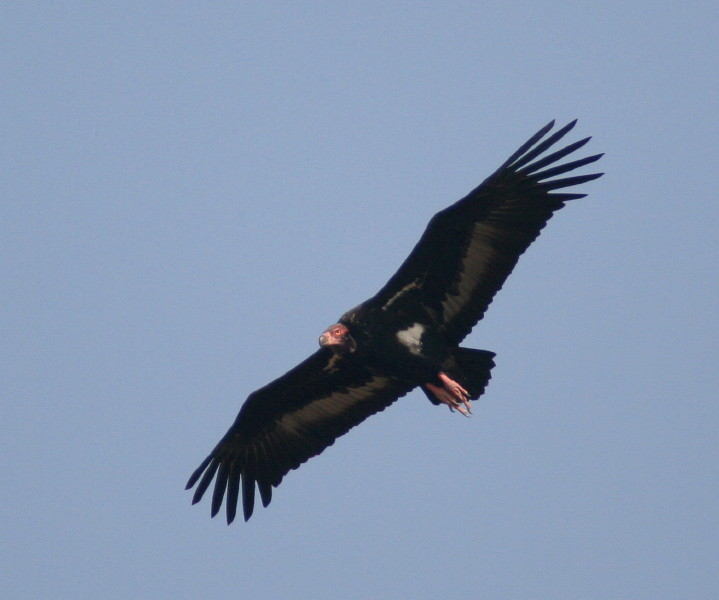 Red-headed Vulture.....Sarcogyps calvus