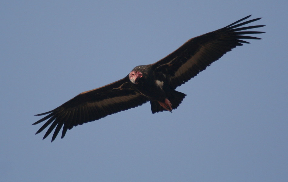 Red-headed Vulture.....Sarcogyps calvus