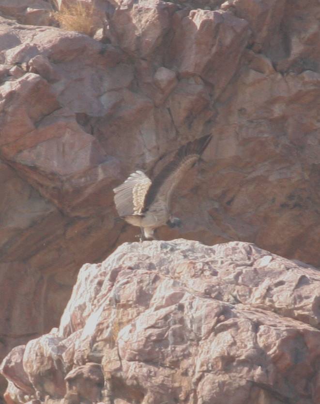 Slender-billed Vulture.....Gyps tenuirostris