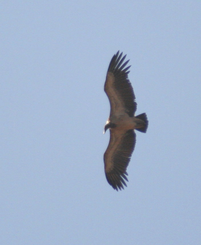 Slender-billed Vulture.....Gyps tenuirostris