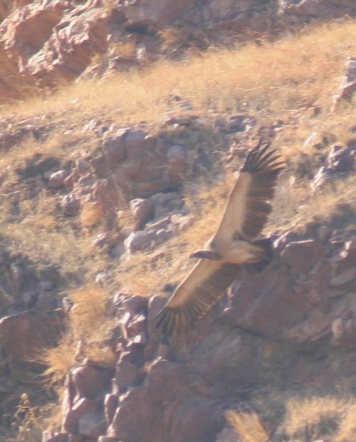 Slender-billed Vulture.....Gyps tenuirostris