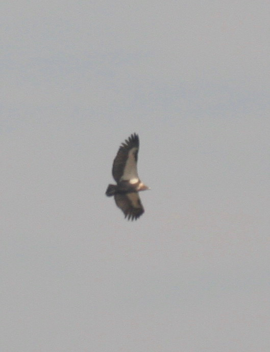 White-rumped Vulture.....Gyps bengalensis.