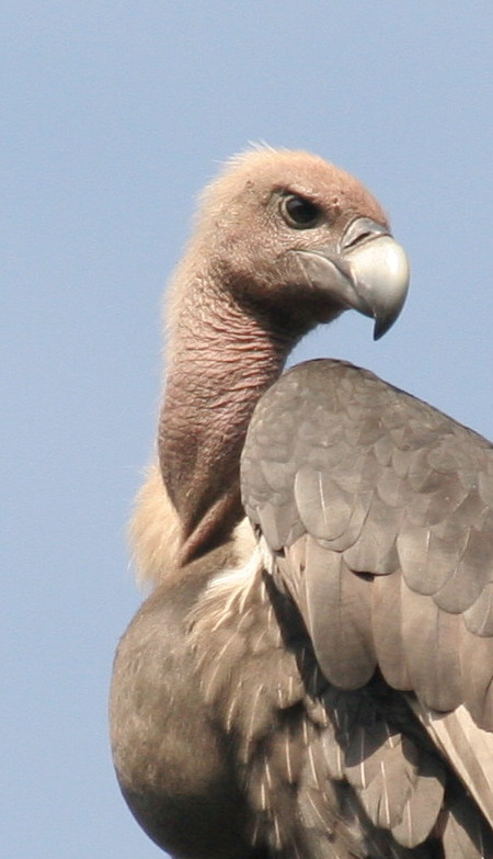 White-rumped Vulture.....Gyps bengalensis