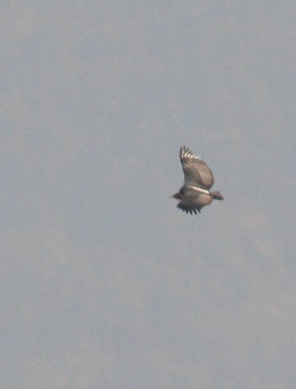 White-rumped Vulture.....Gyps bengalensis.