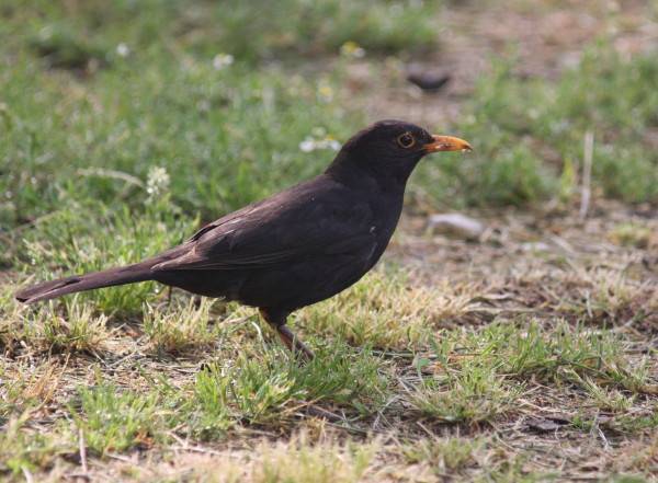 Blackbird