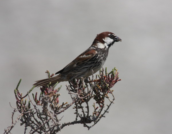 Spanish Sparrow