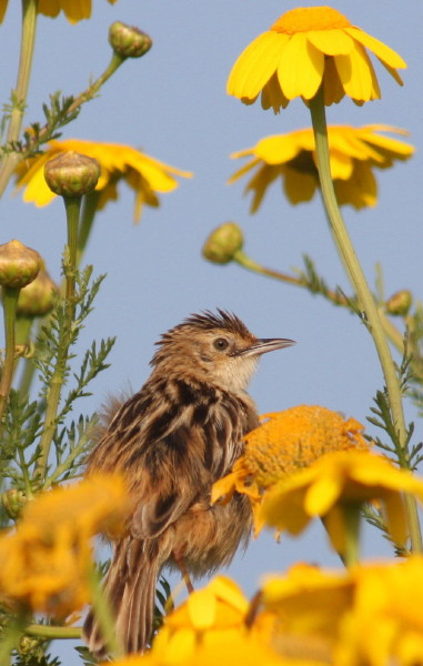 Zitting Cisticola