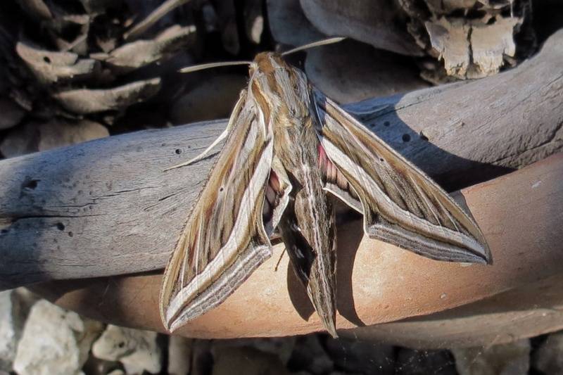 Silver-striped Hawkmoth