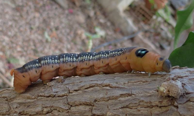 Oleander Hawkmoth....caterpillar