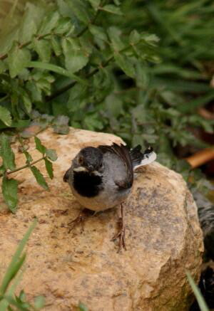 Ruppell's Warbler