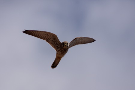 Kestrel