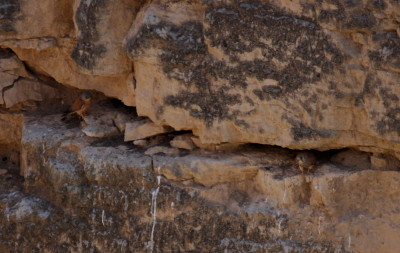 Lesser Kestrel