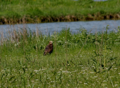 Marsh Harrier