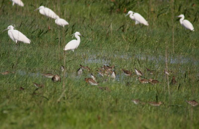 Ruff and Little Egret