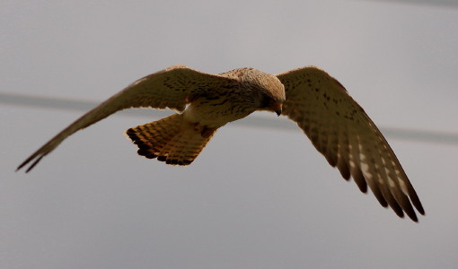 Lesser Kestrel