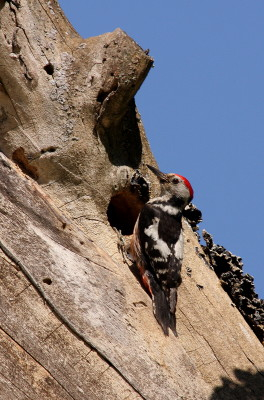 Middle-spotted Woodpecker