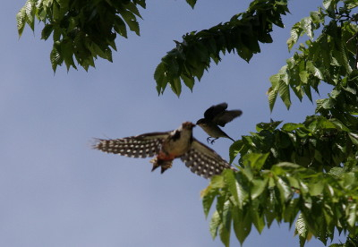 Middle-spotted Woodpecker