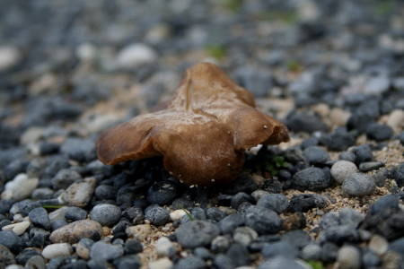 Fungi