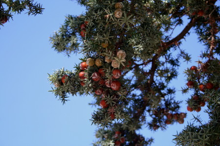 Prickly Juniper