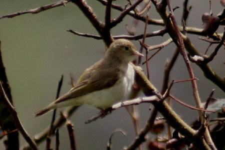 Eastern Bonelli's Warbler