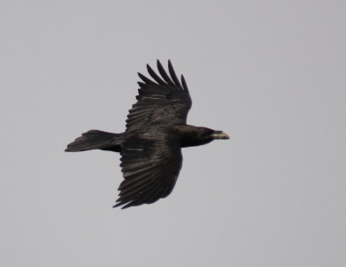 Raven