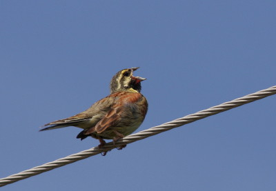 Cirl Bunting