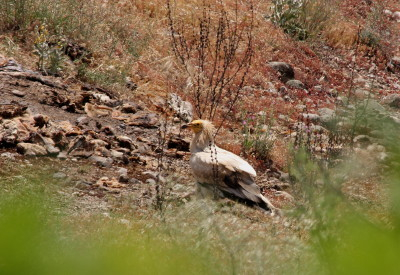 Egyptian Vulture