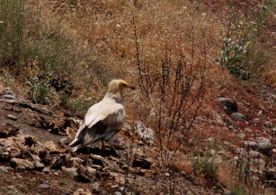Egyptian Vulture