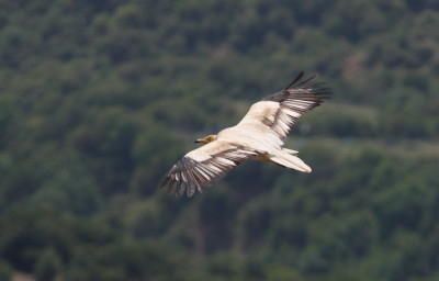 Egyptian Vulture