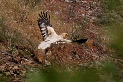 Egyptian Vulture