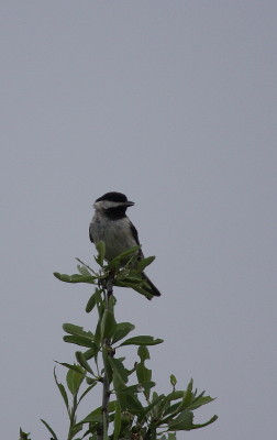 Sombre Tit