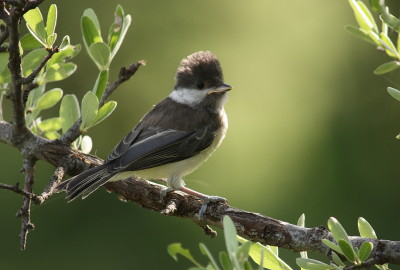 Sombre Tit