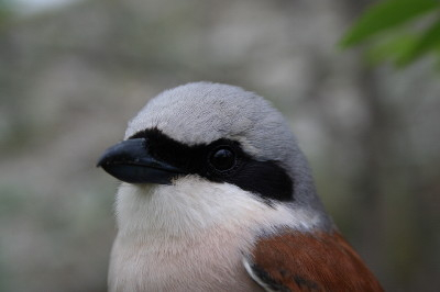 Red-backed Shrike