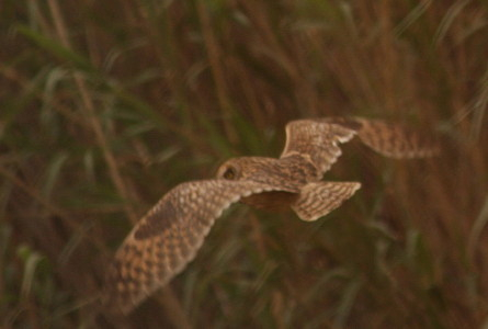 Short-eared Owl