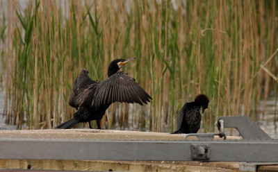 Cormorant and Pygmy Cormorant