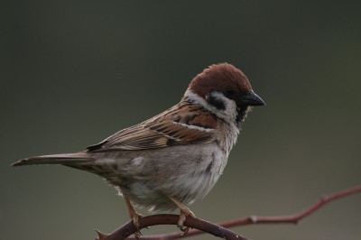 Tree Sparrow
