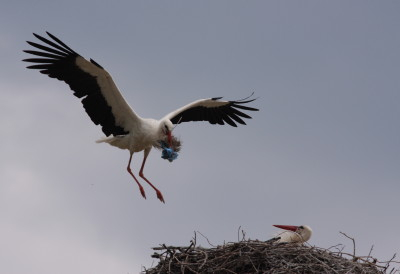 White Stork