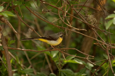 Grey Wagtail