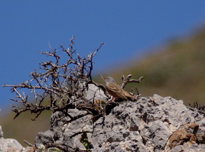 Ortolan