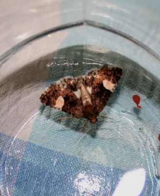 Four-spotted....Tyta luctuosa Noctuidae