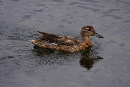 Garganey