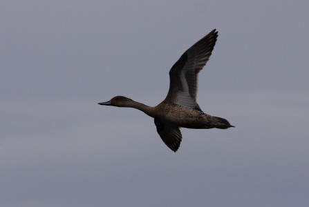 Pintail